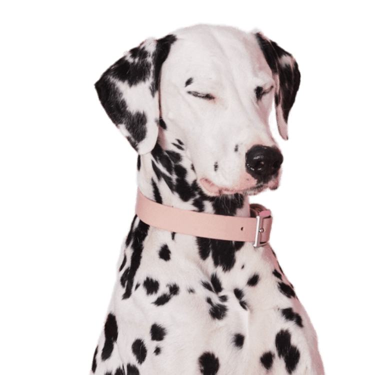 A majestic dalmation