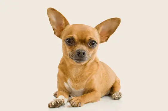 Image of a brown chihuahua looking into the camera on a beige background