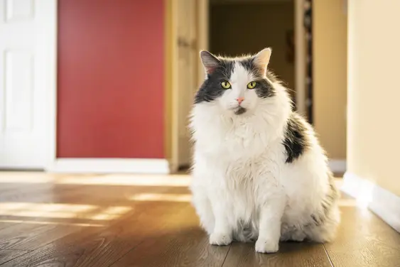 overweight long haired cat sitting on wood floor in front of bright red wall and wooden door