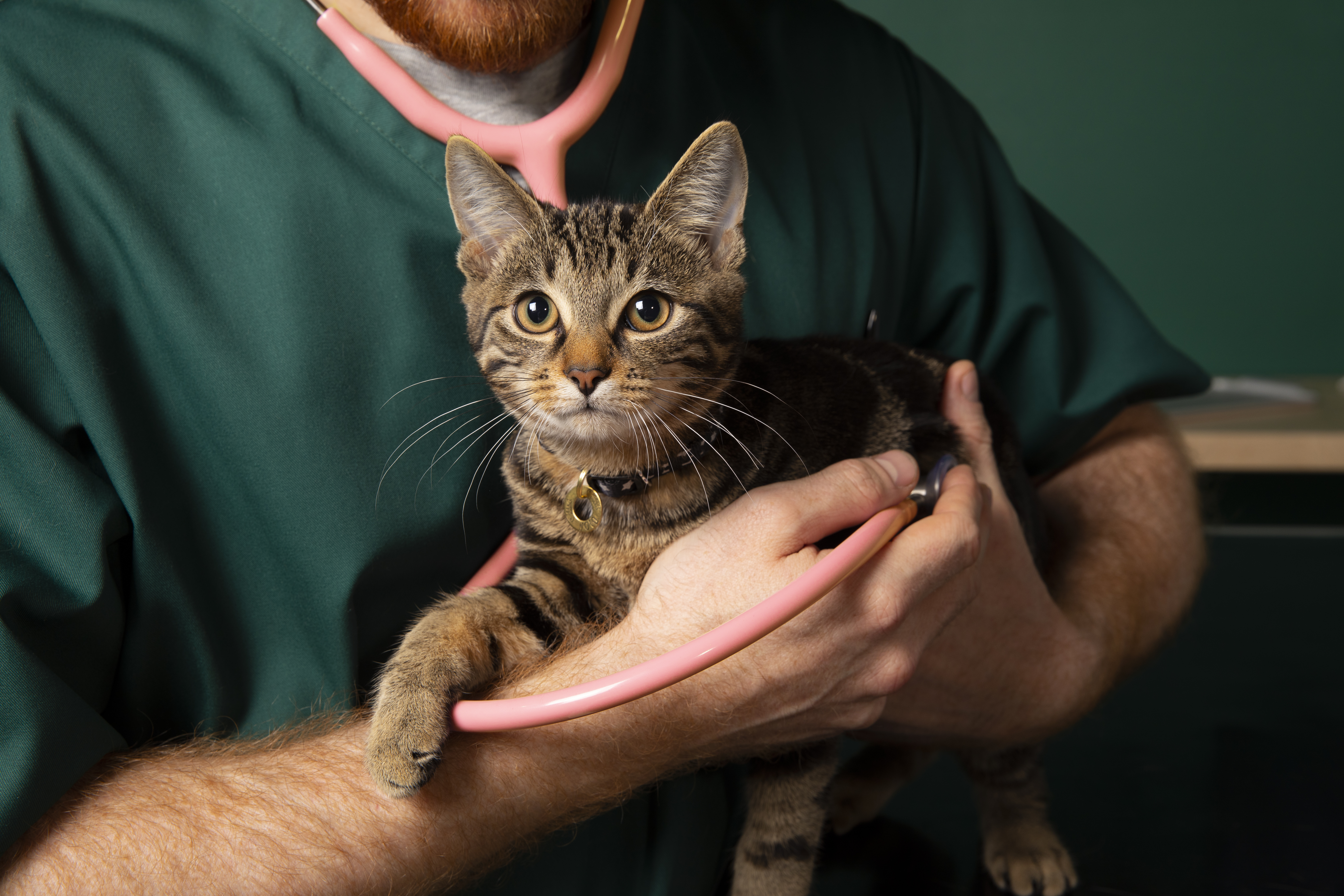 Vet holding a kitten