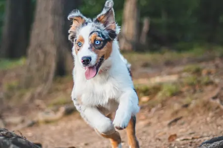 Image of an Australian Shepherd running through a forest
