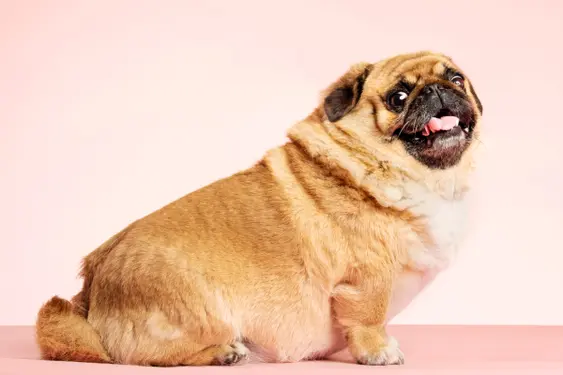 Fat Pug