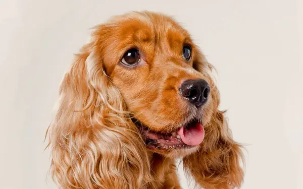Golden cocker spaniel looking up