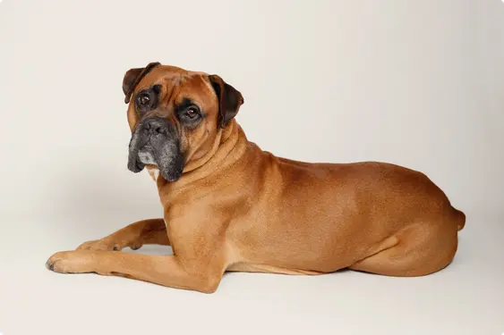 Boxer