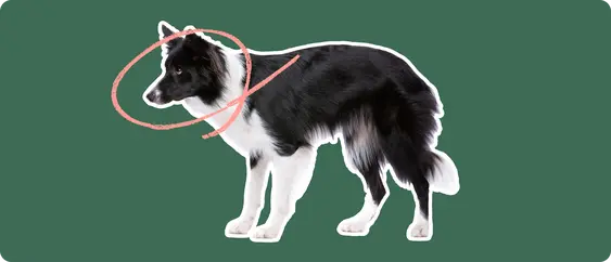 Image of a black-and-white Border Collie with a pink circle drawn around its head