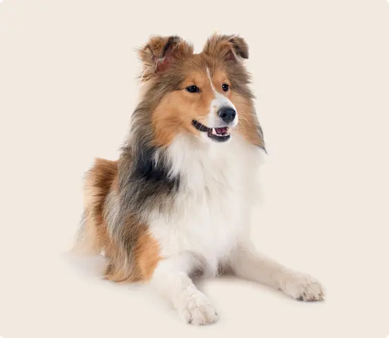 Image of a brown Shetland Sheepdog lying down