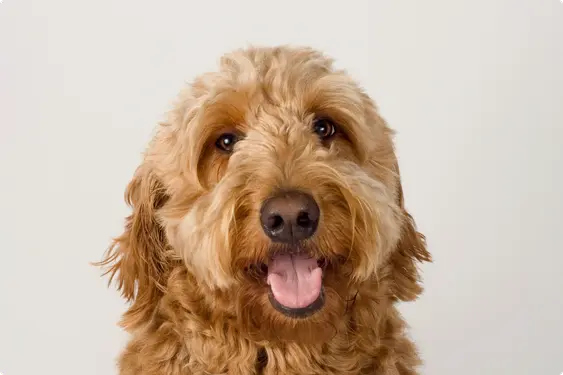 Image of a Goldendoodle looking into the camera on a beige background