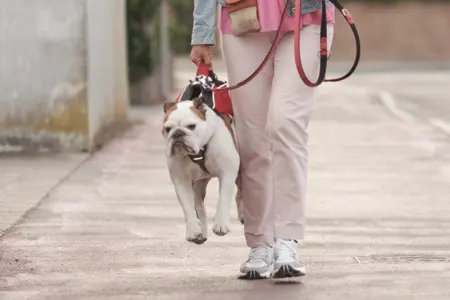A Bulldog being carried by it's harness