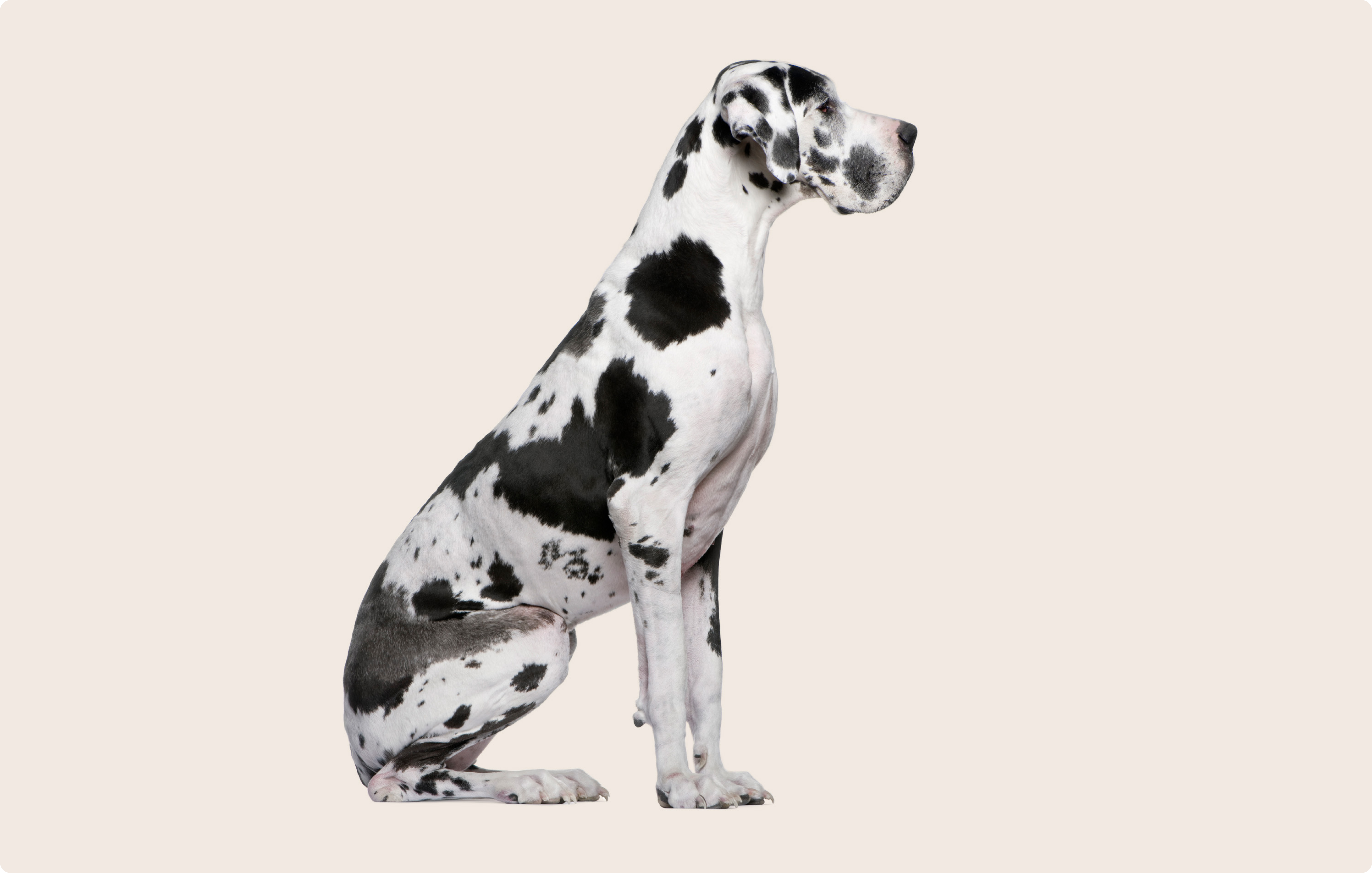 Great Dane