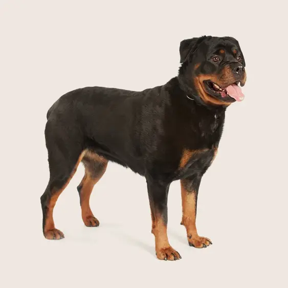 Rottweiler standing