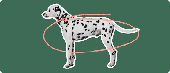 Dalmatian